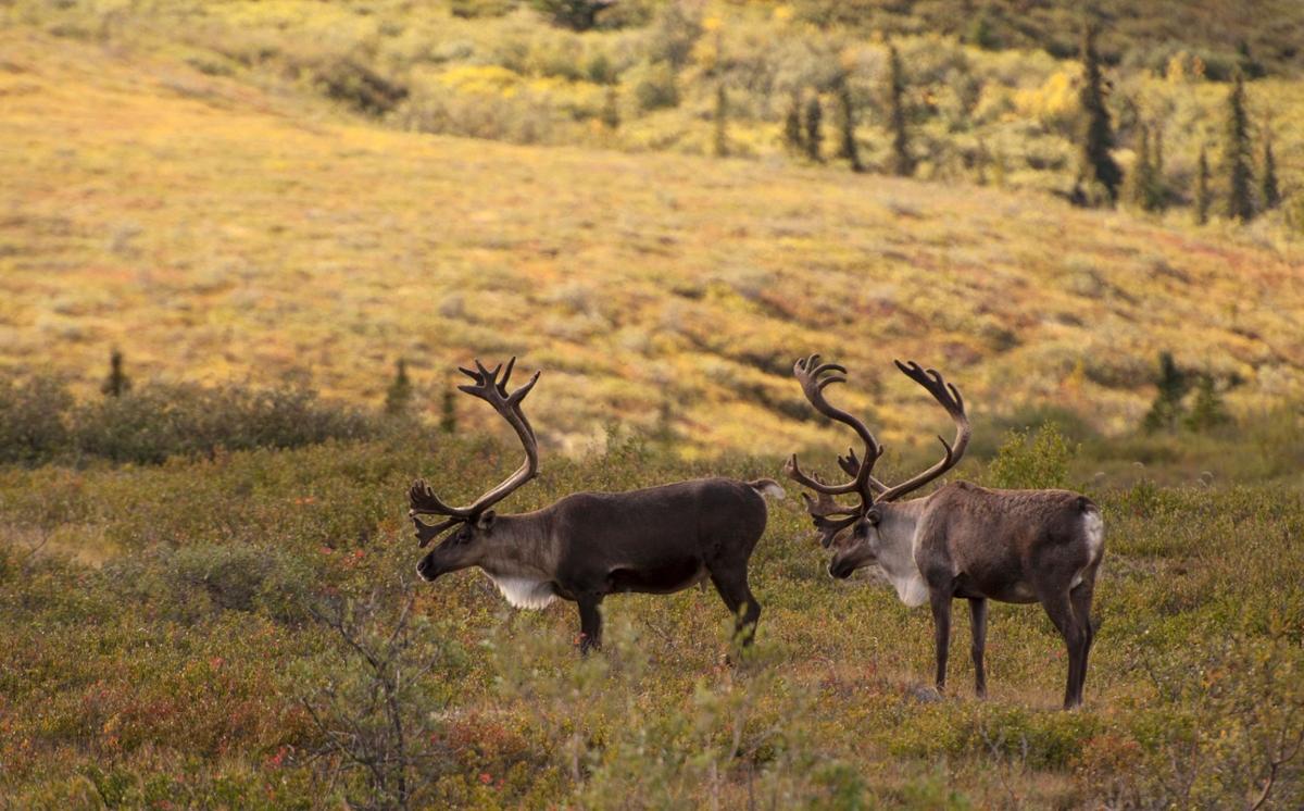 Two caribou on a tan, grassy hillside
