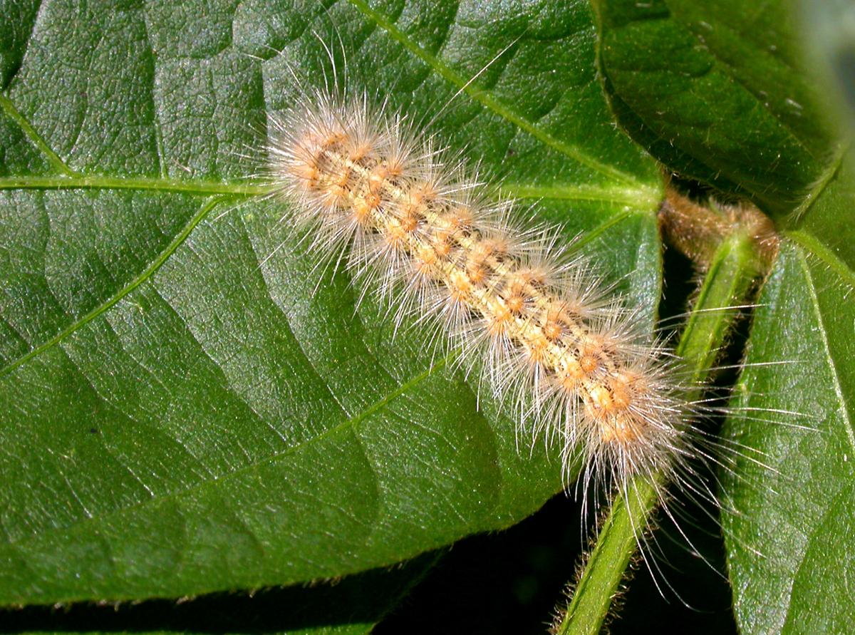 A fuzzy brown caterpillar sits on a bright green leaf