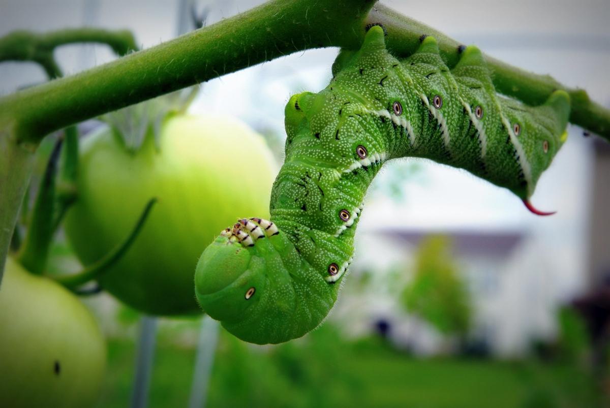 A green caterpillar sits on the stalk of a tomato plant
