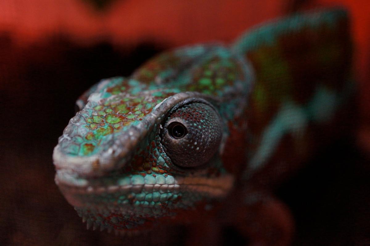 A close up of a chameleon with blue and green patterns on its face against a red background