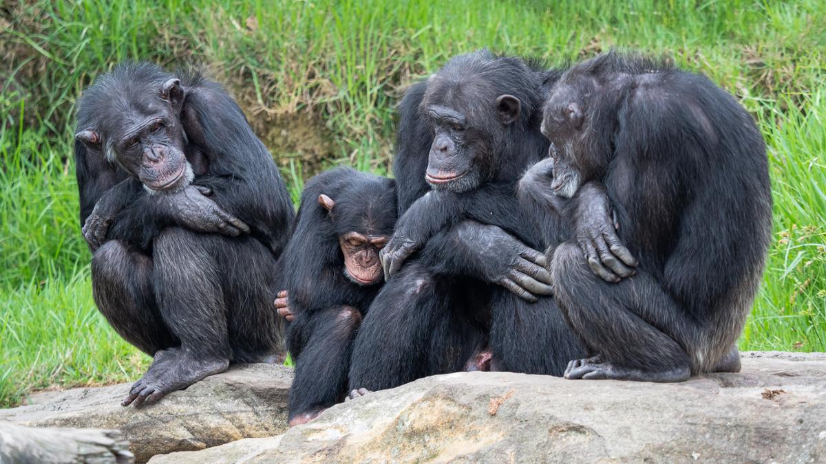 A group of chimpanzees sit closely together on a stone surface