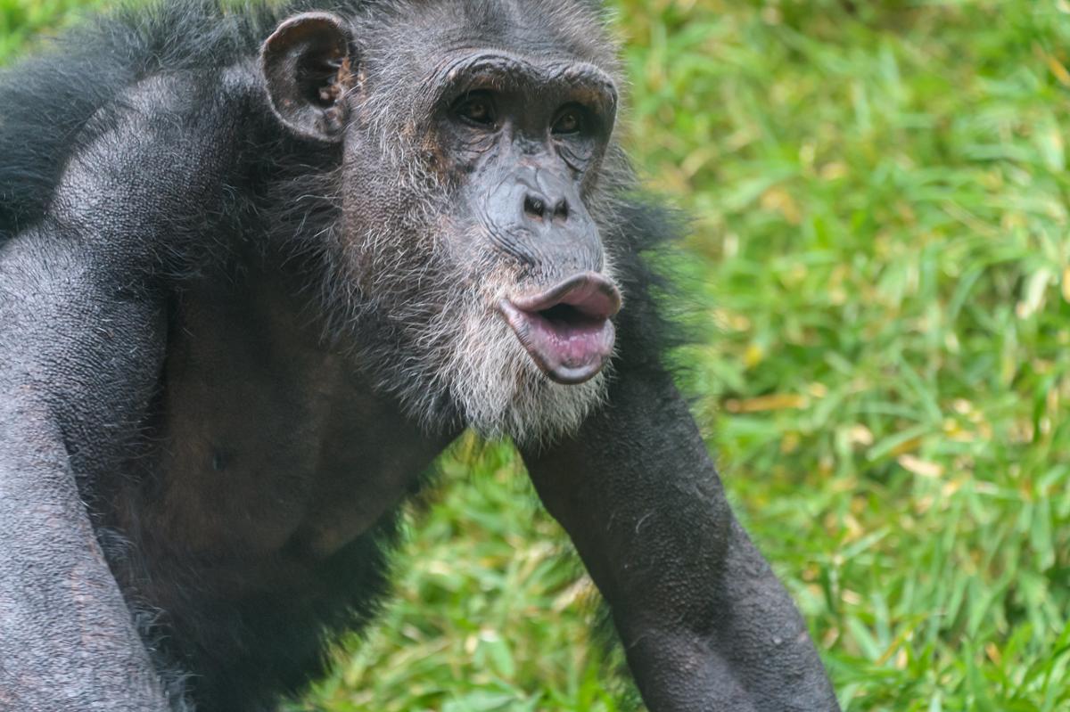 A dark chimpanzee with its mouth open against a grassy background