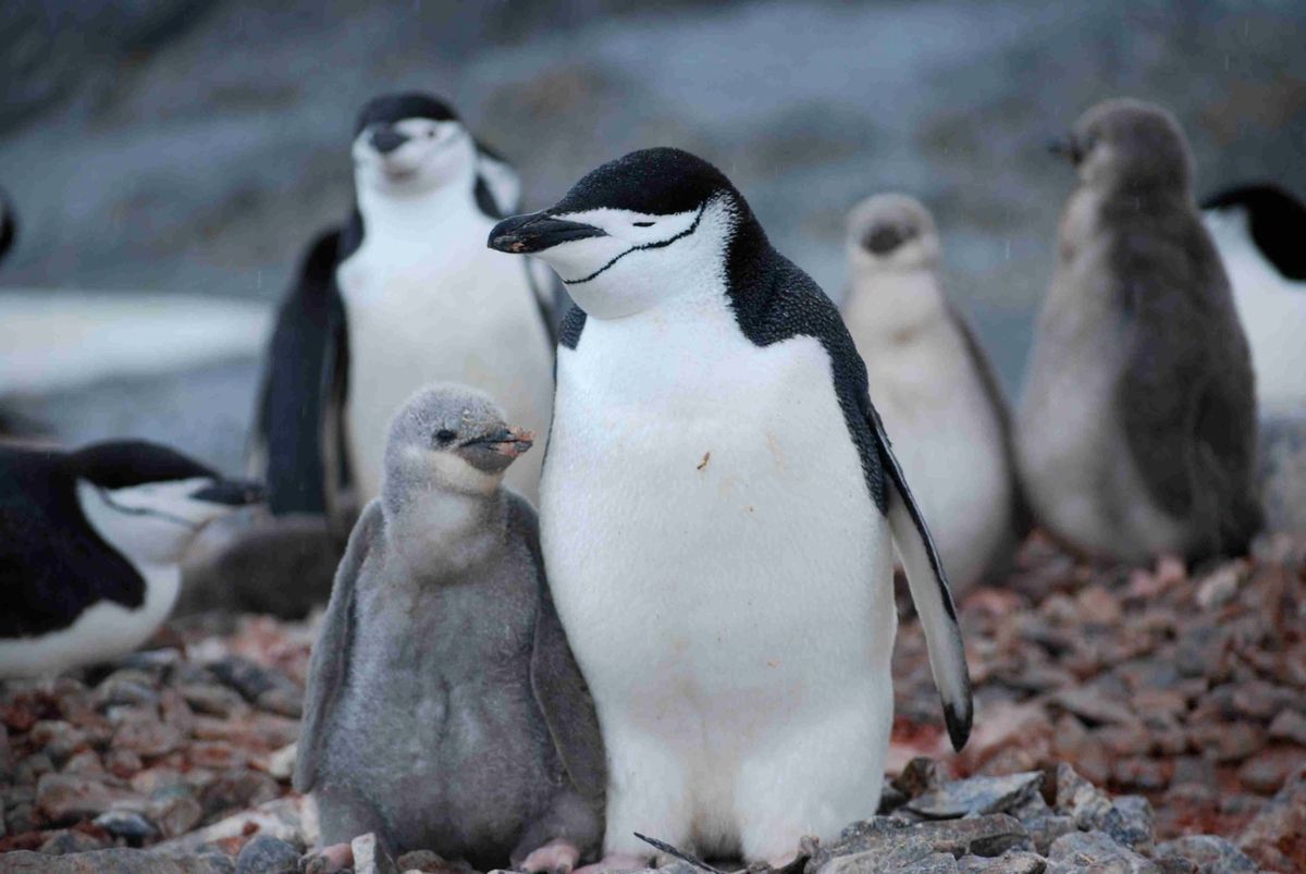 An adult and baby chinstrap penguin standing together, with others behind them out of focus in the background