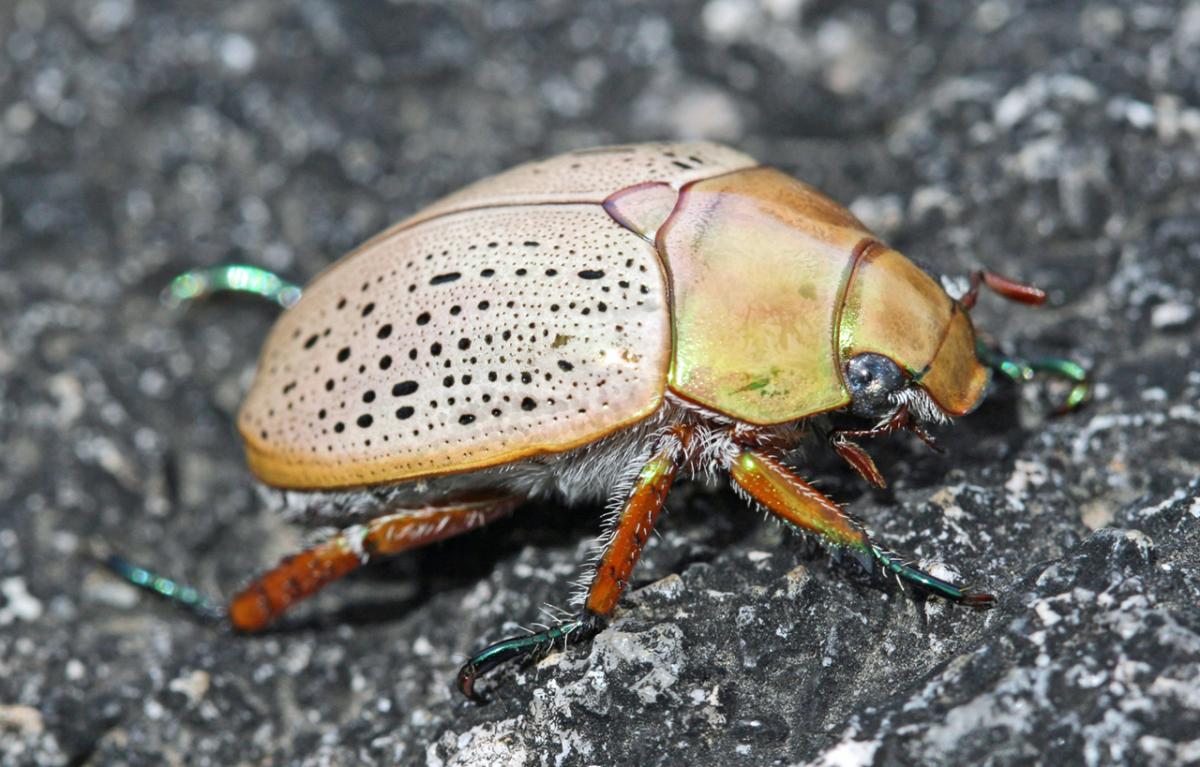 A shiny Christmas beetle crawls on a paved surface