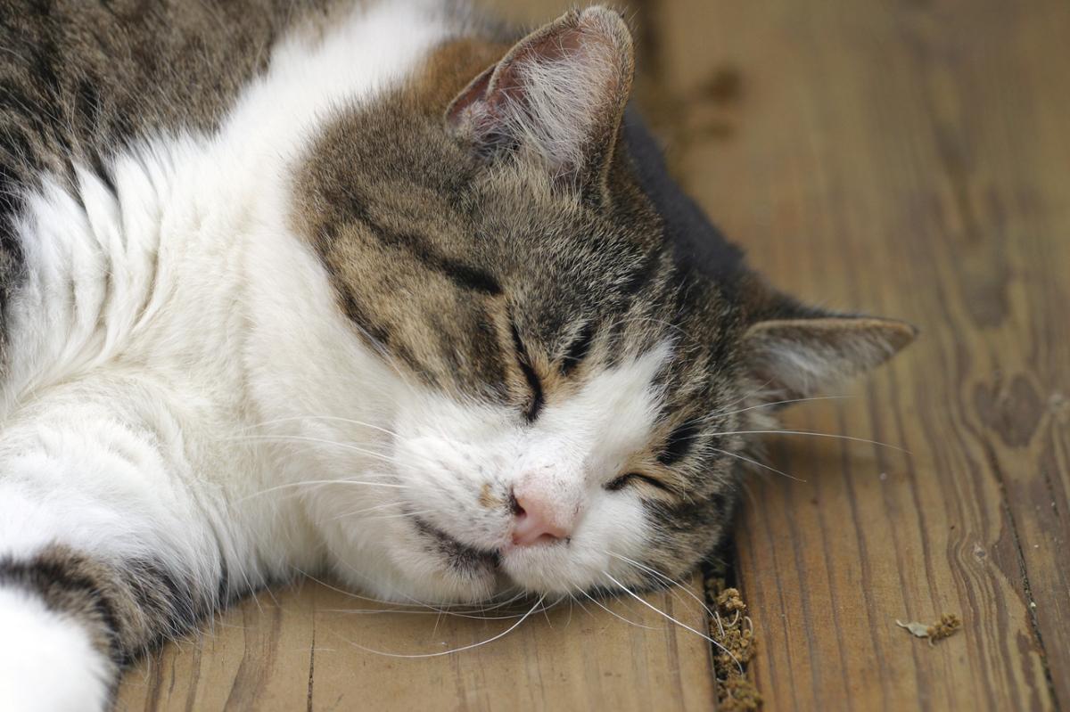 A large cat sleeps on a wooden surface