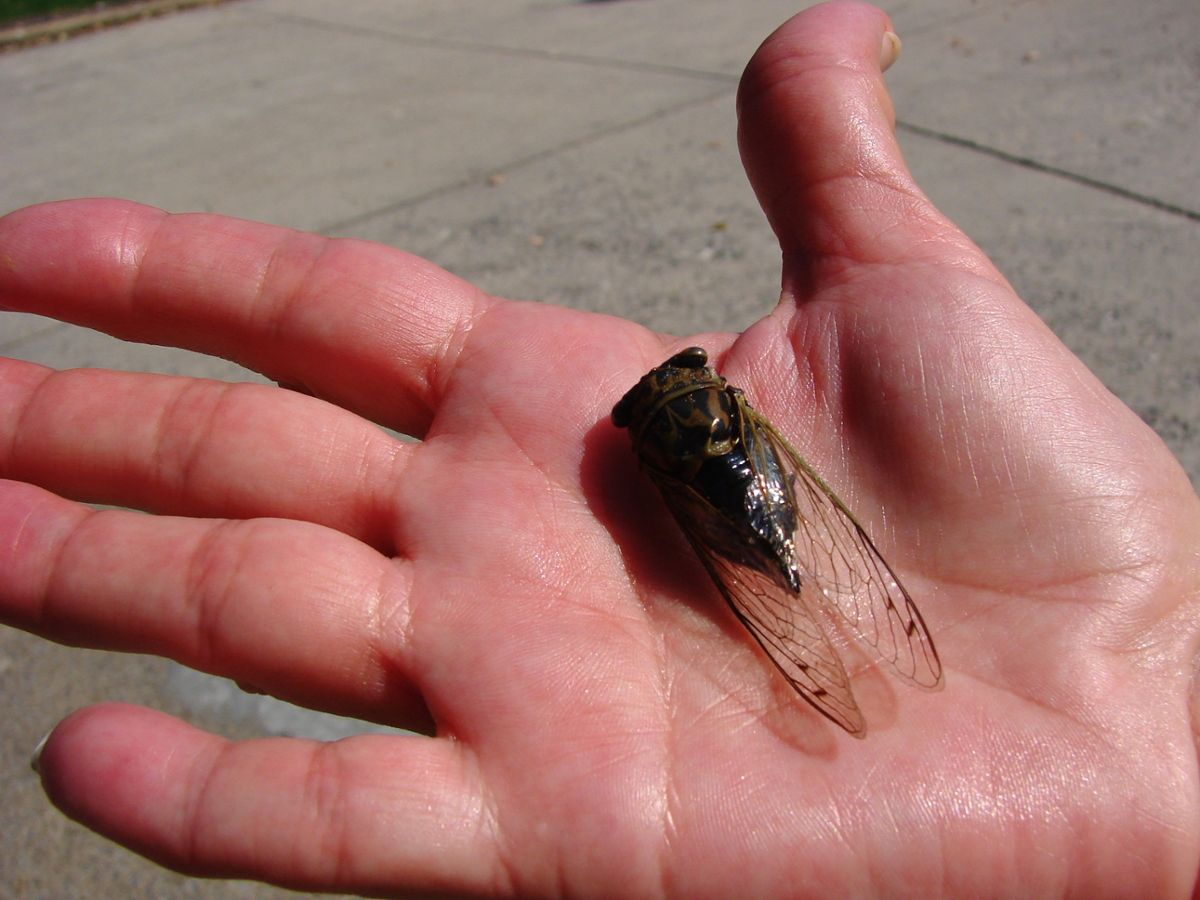 A man holds a single cicada in the palm of his hand