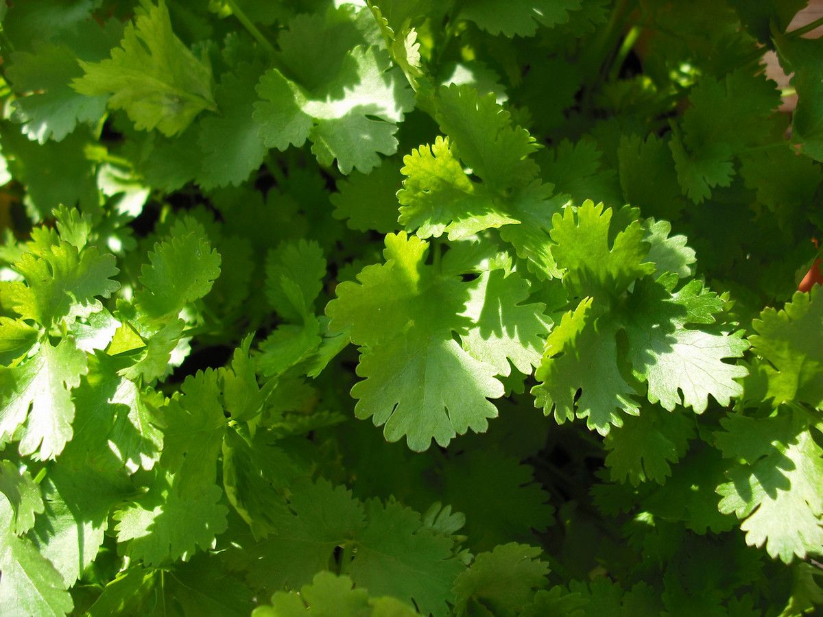 A close up of cilantro leaves in the sunlight
