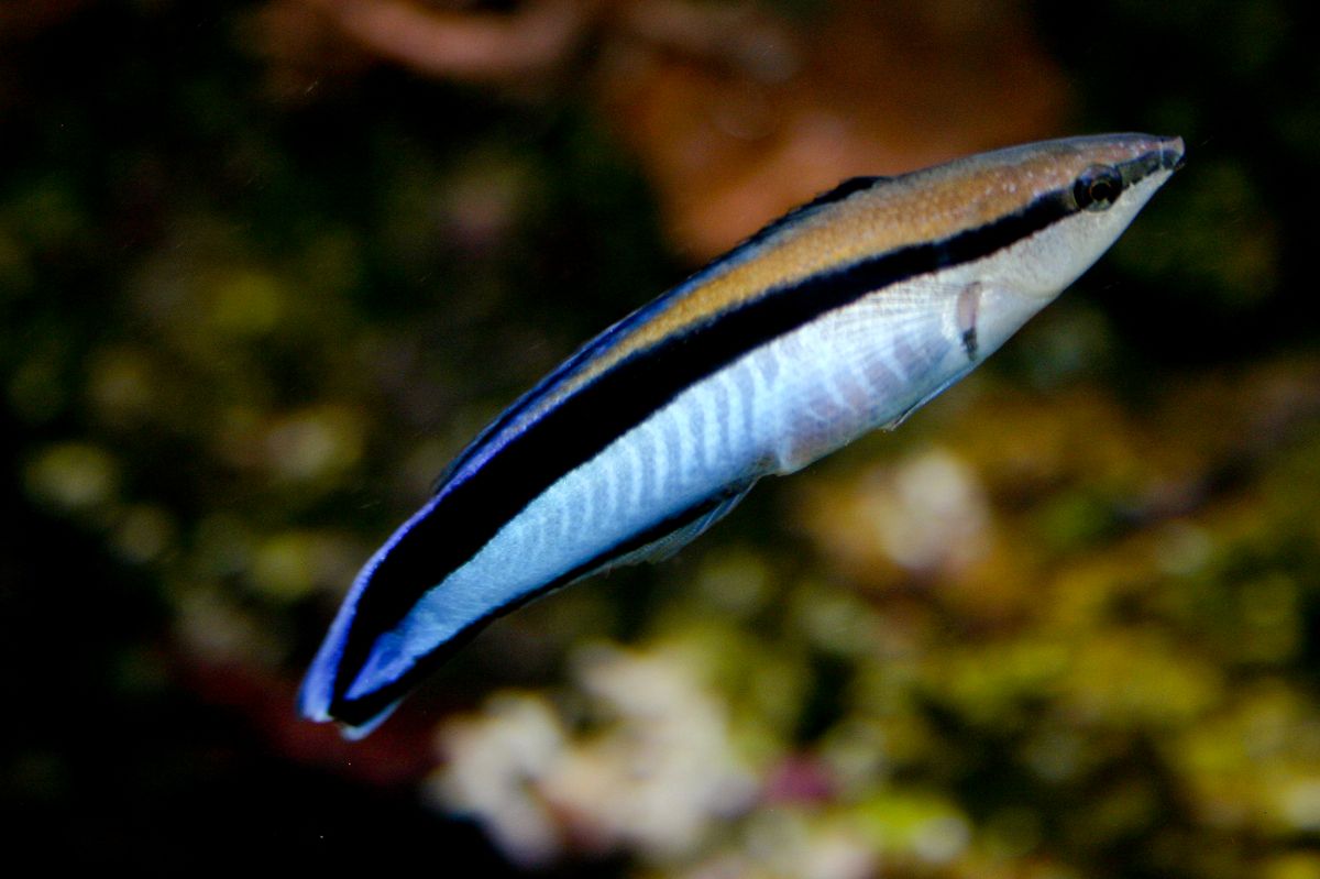 A bluestreak cleaner wrasse swims in profile to the camera