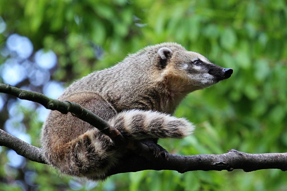 A coati sits on a tree branch surrounded by leaves