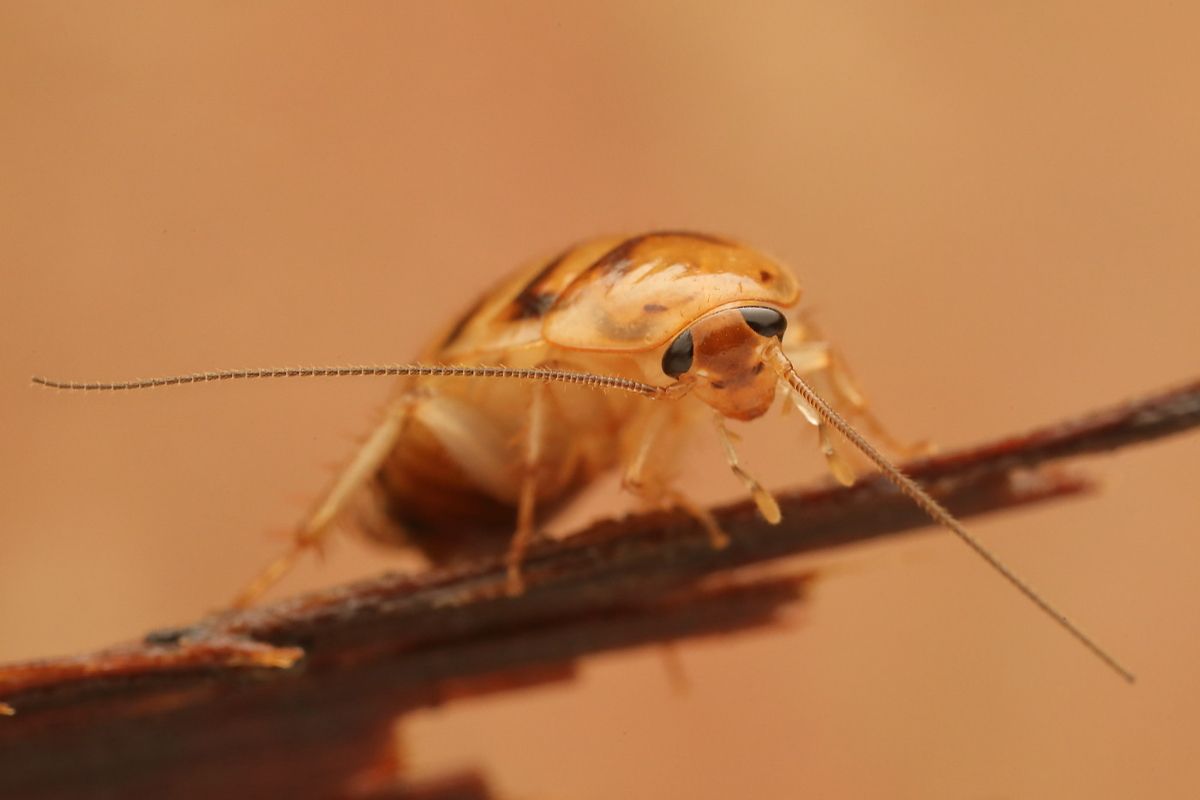 A tan cockroach nymph looking at the camera in extreme closeup