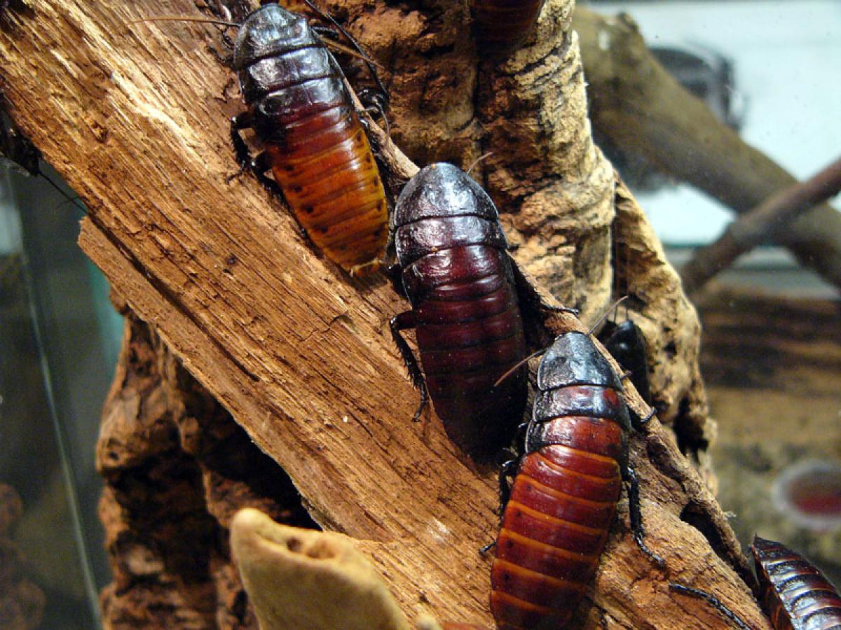 Three large cockroaches in a line together on a tree branch