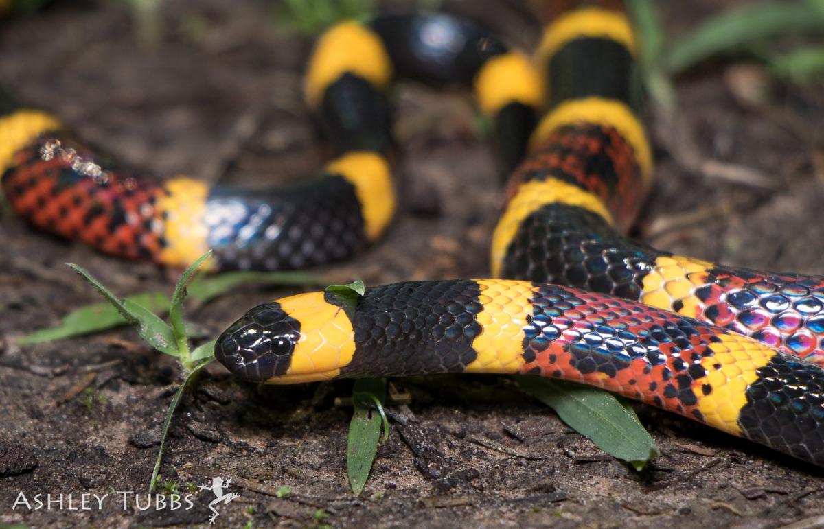 A Texas coral snake near blades of grass, with black, yellow, and red stripes