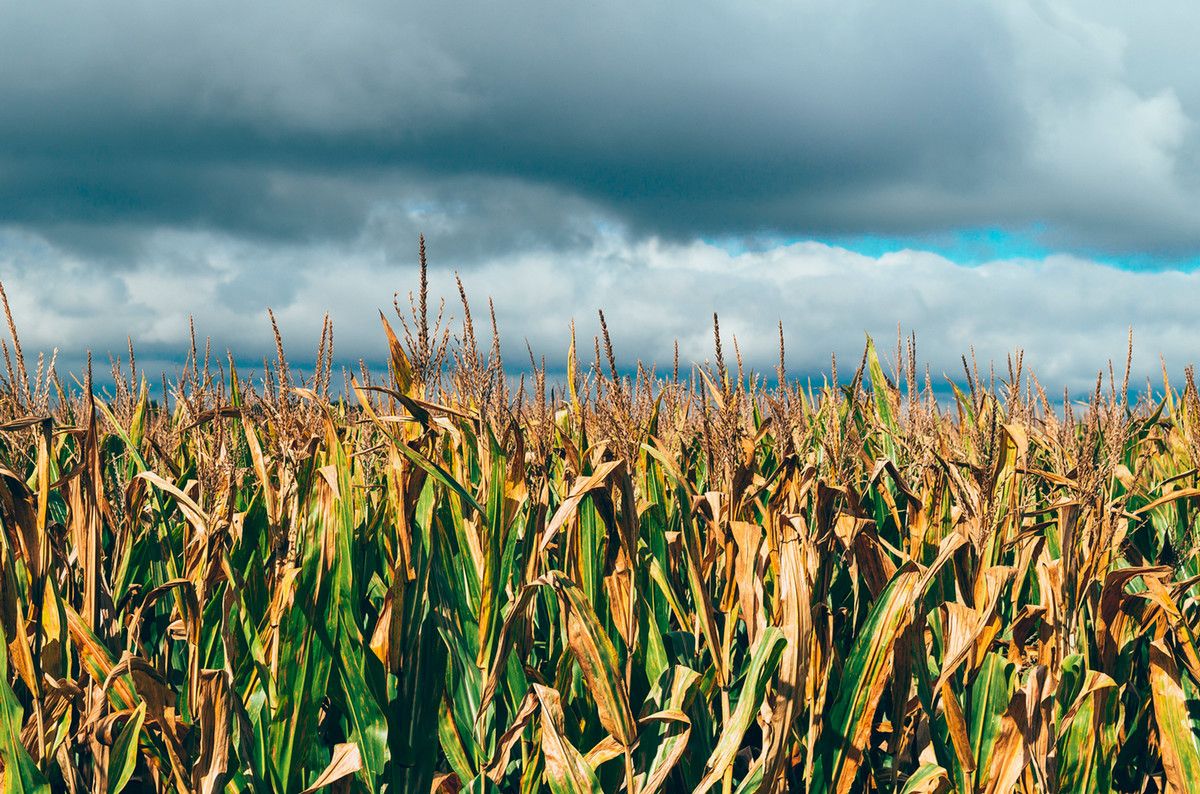 A cornfield under some gathering dark clouds