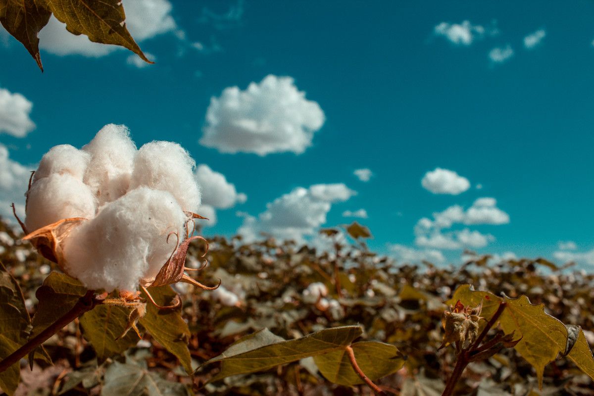 A closeup of a cotton plant in a field, with a blue sky and large clouds behind it