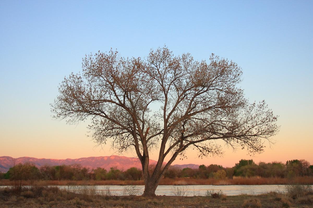 A large cottonwood tree next to a small body of water during sunset