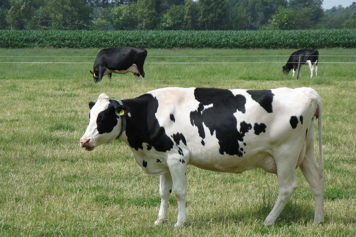 cow