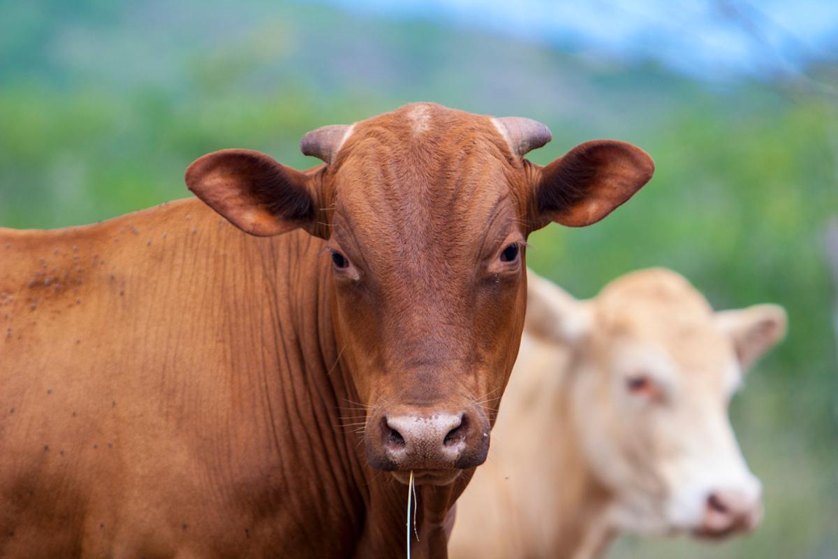 A brown cow looks towards the camera with a tan one behind it, out of focus