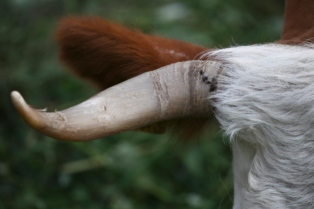 A close up of a cow's brown ear and large horn in a green field