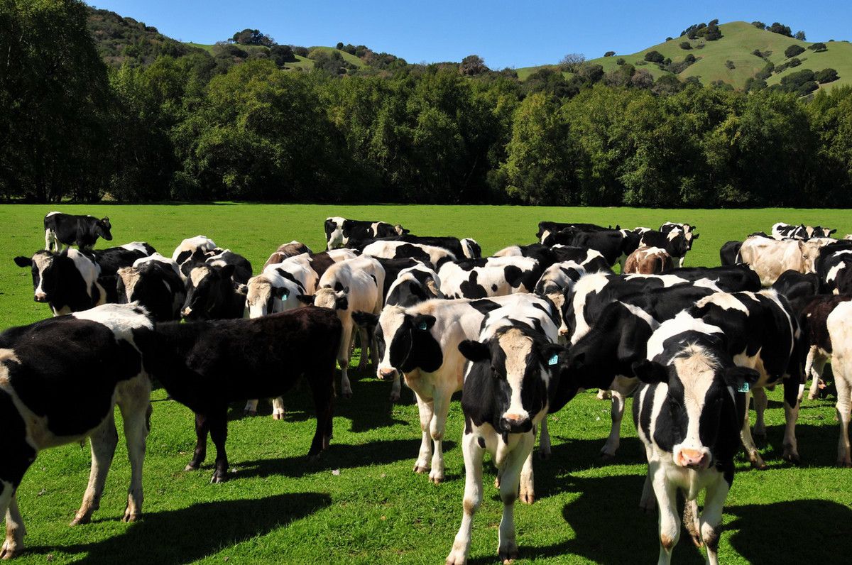 A group of black and white cows grouped together in a large grassy field on a clear sunny day