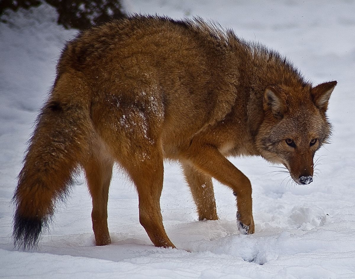 A coyote with a brown coat turns towards the camera in the snow