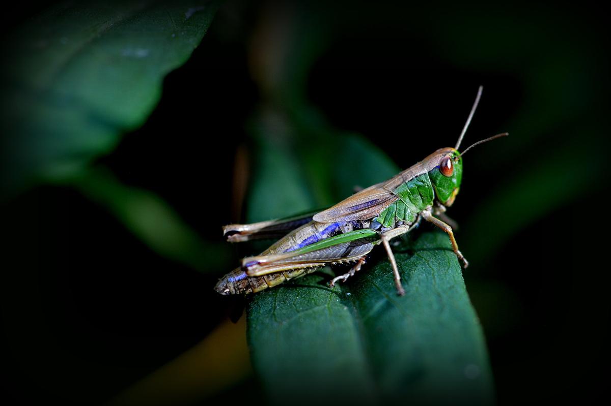 A multicolored cricket sits alone on a leaf
