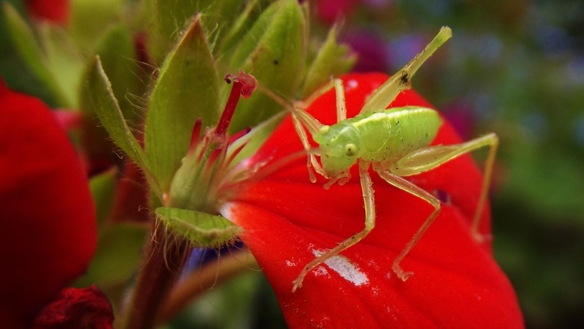 A green cricket nymph on a bright red flower