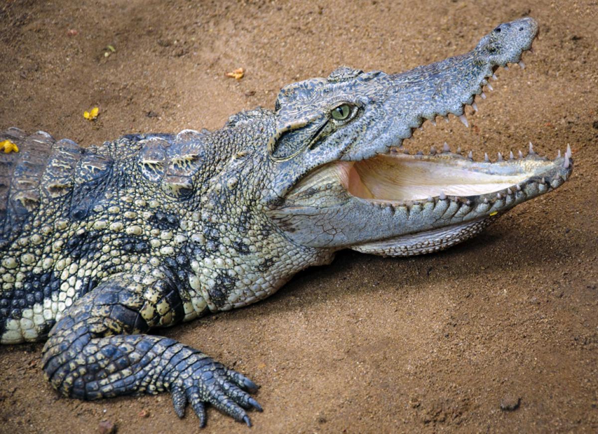 A young crocodile sits side profile to the camera with its mouth open