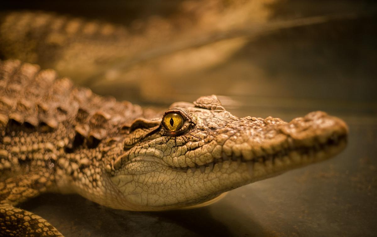 A small crocodile sits close to the camera, staring into the lens