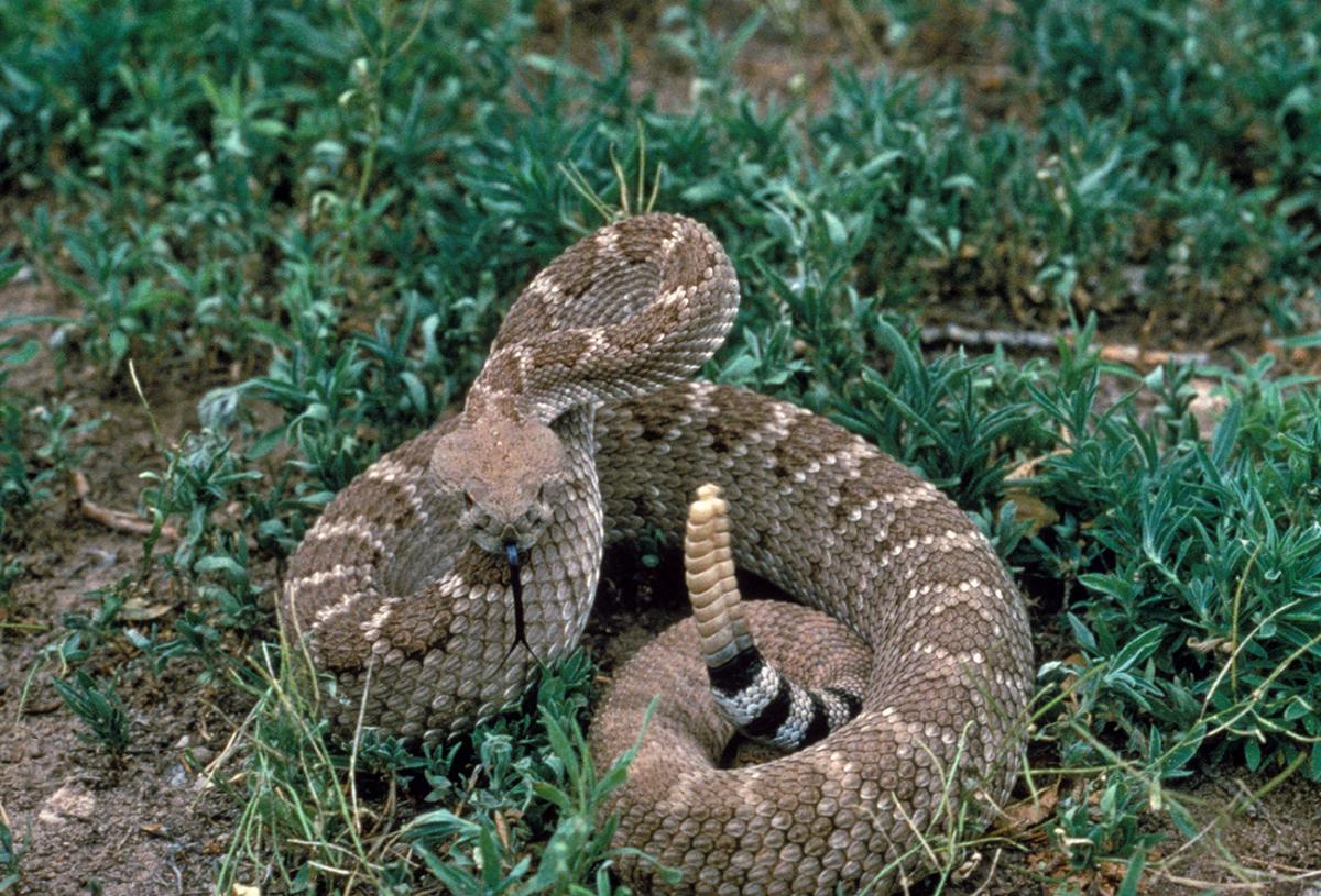 Sipping From Snake Scales  A Moment of Science - Indiana Public Media