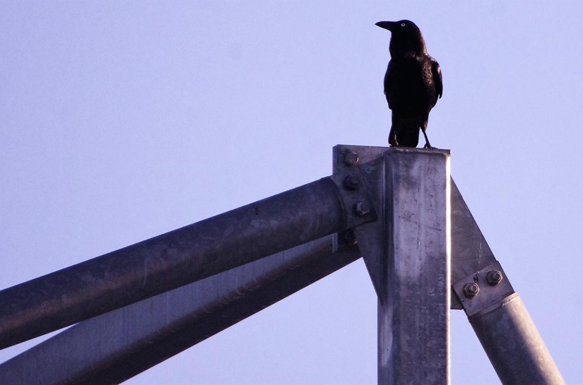 A crow sits on a very tall metallic structure against a clear grey-blue sky