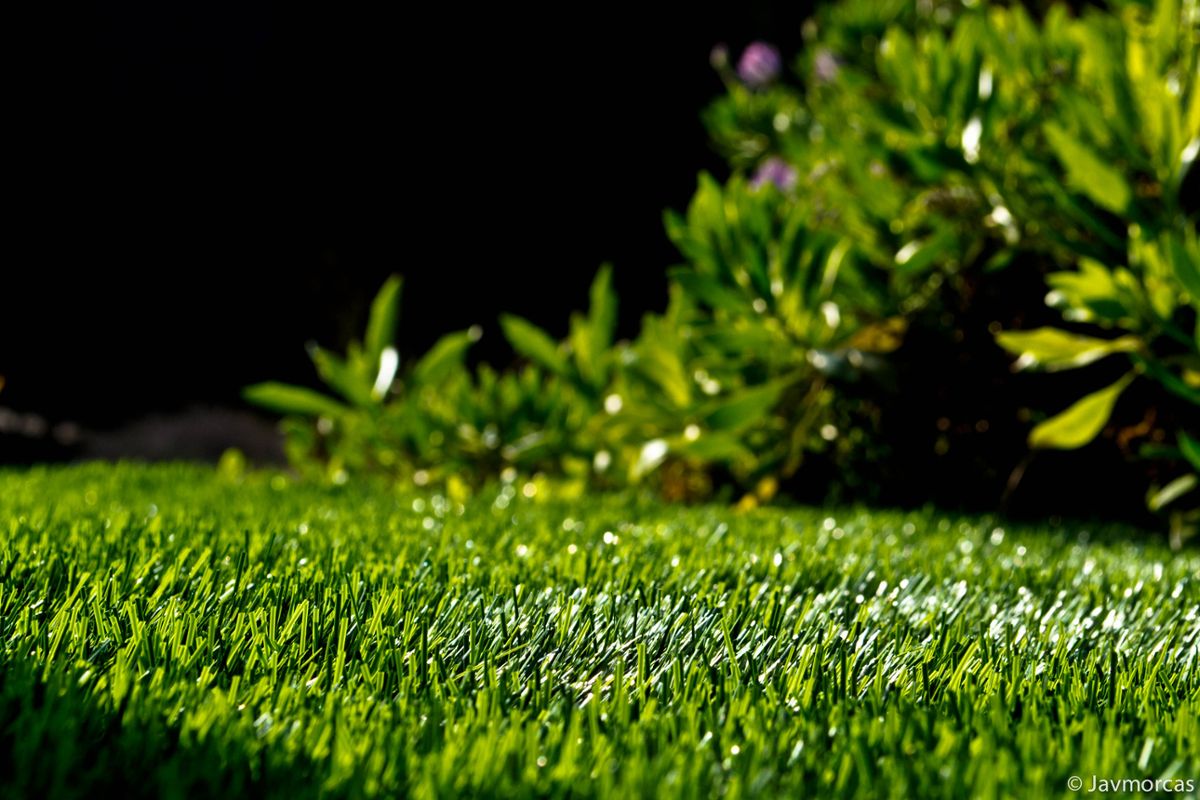 A freshly cut lawn on a sunny day