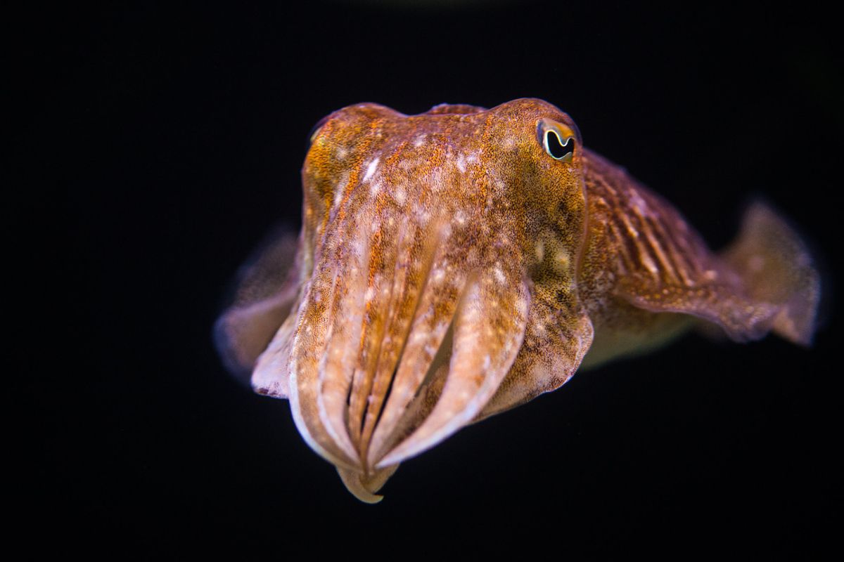 A cuttlefish with a brown spotted pattern in dark waters