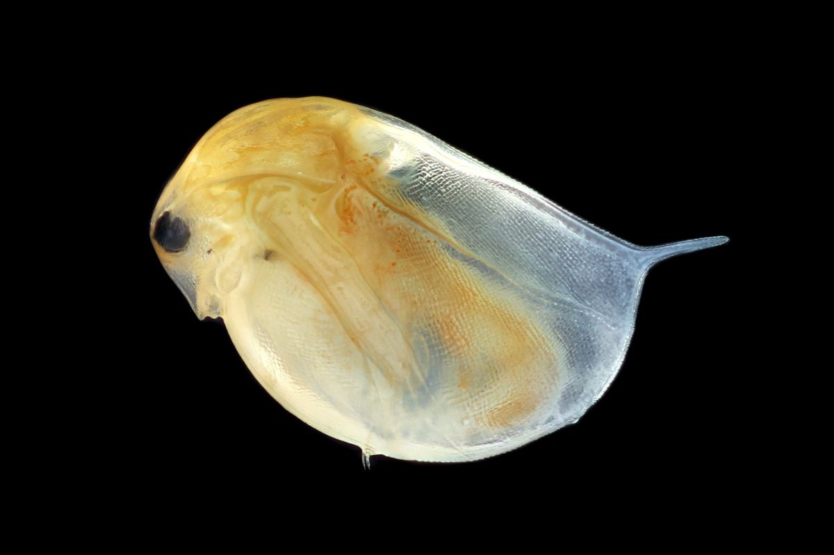 A microscophic, round, see-through Daphnia with large round eyes