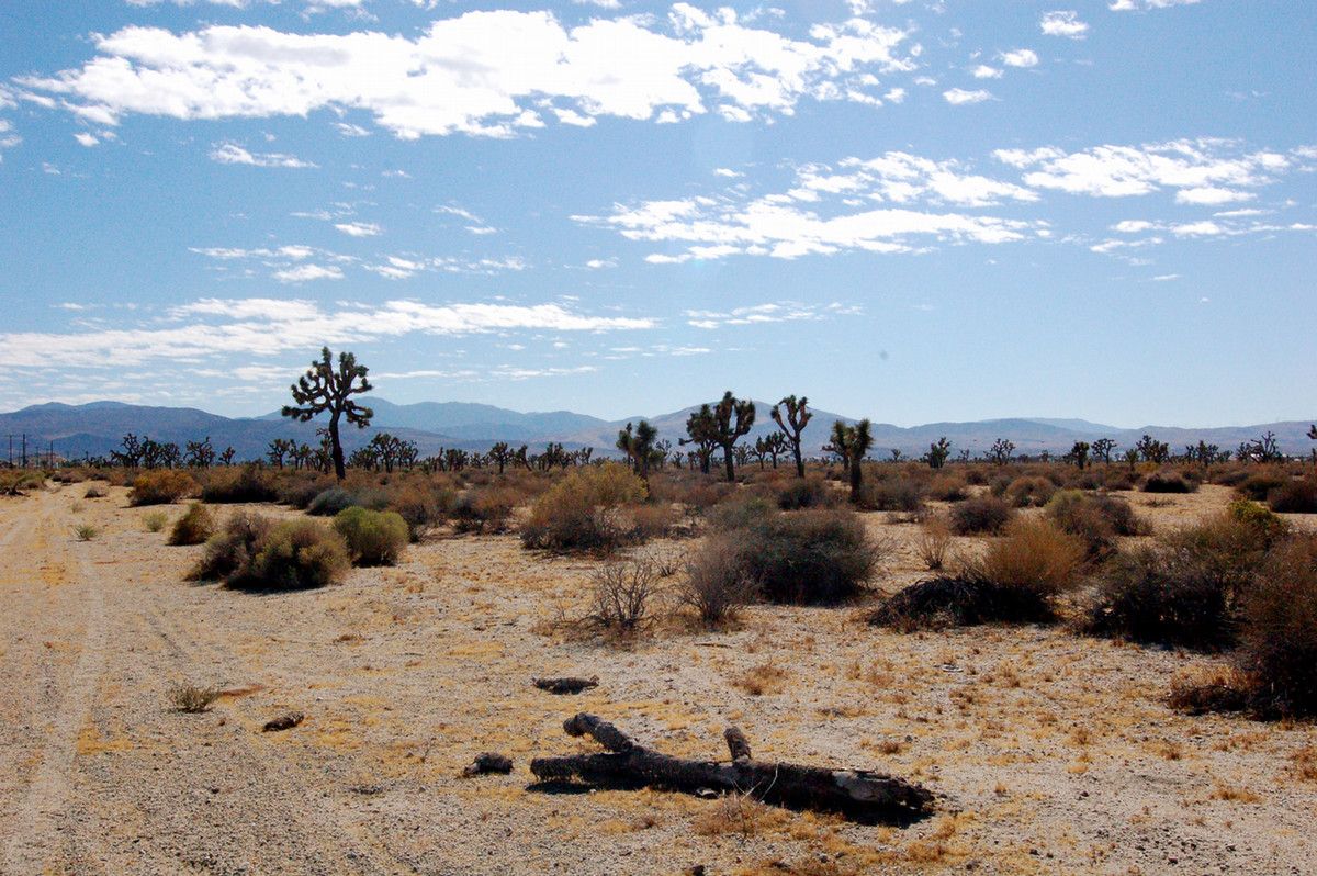 Several grassy, dry plants and cacti in the desert on a sunny day