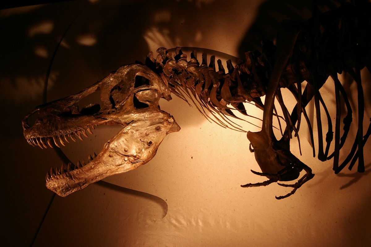 A dinosaur skeleton mounted to a wall with lighting casting dramatic shadows behind it