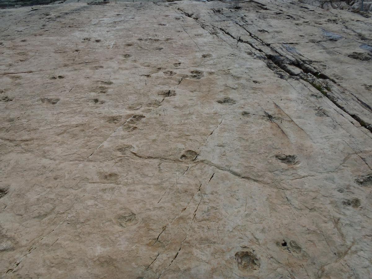 Footprints of a group of dinosaurs left millions of years ago preserved in a large rock formation