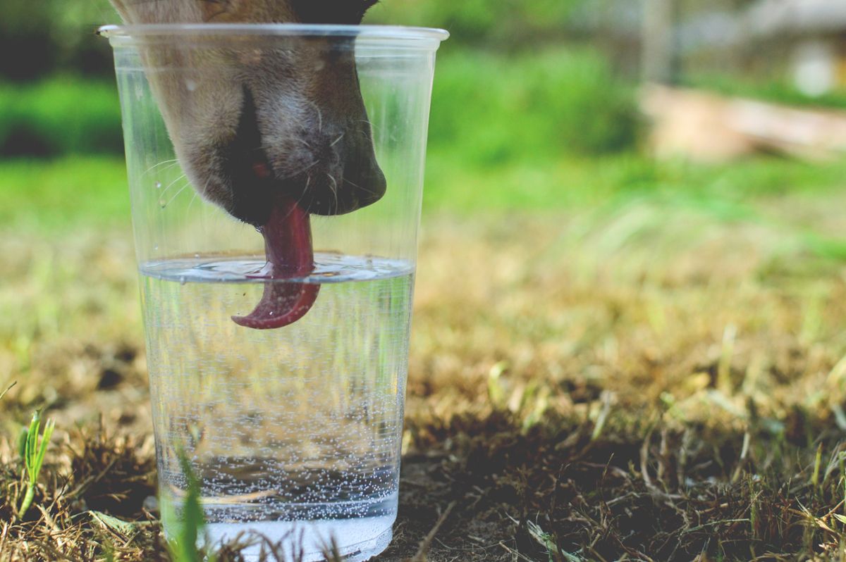 A dog drinking water from a see-through cup, its tongue curling backward in the water