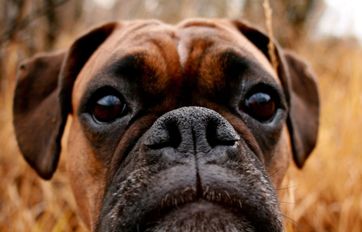 A boxer dog in a field looking at the camera, with its nose in focus