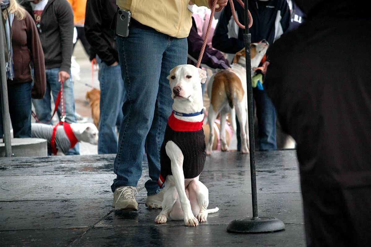 A dog with three legs sits on the ground near its owner, wearing a sweater and leash