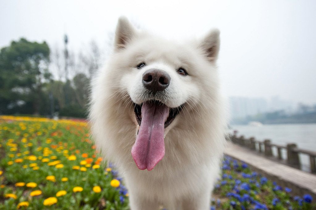 A white fluffy dog with its tongue out in a grassy, flowery field near a body of water