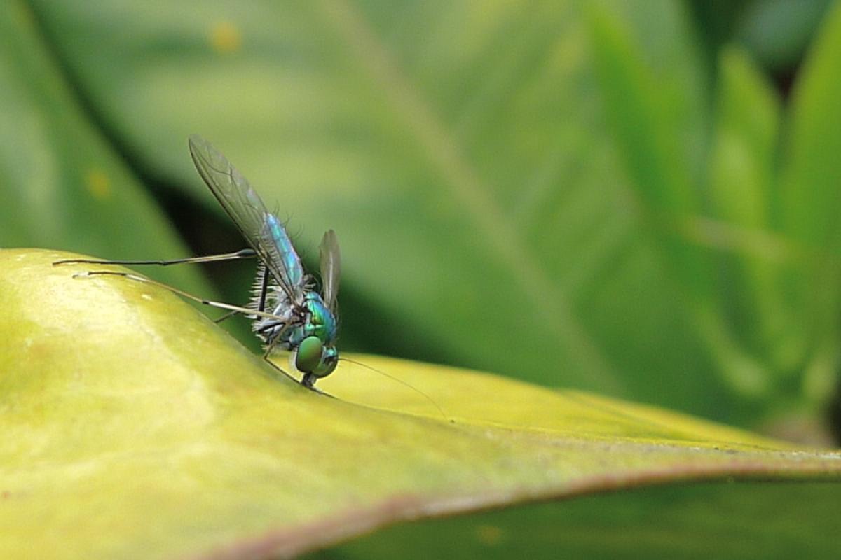 Fly drinking water