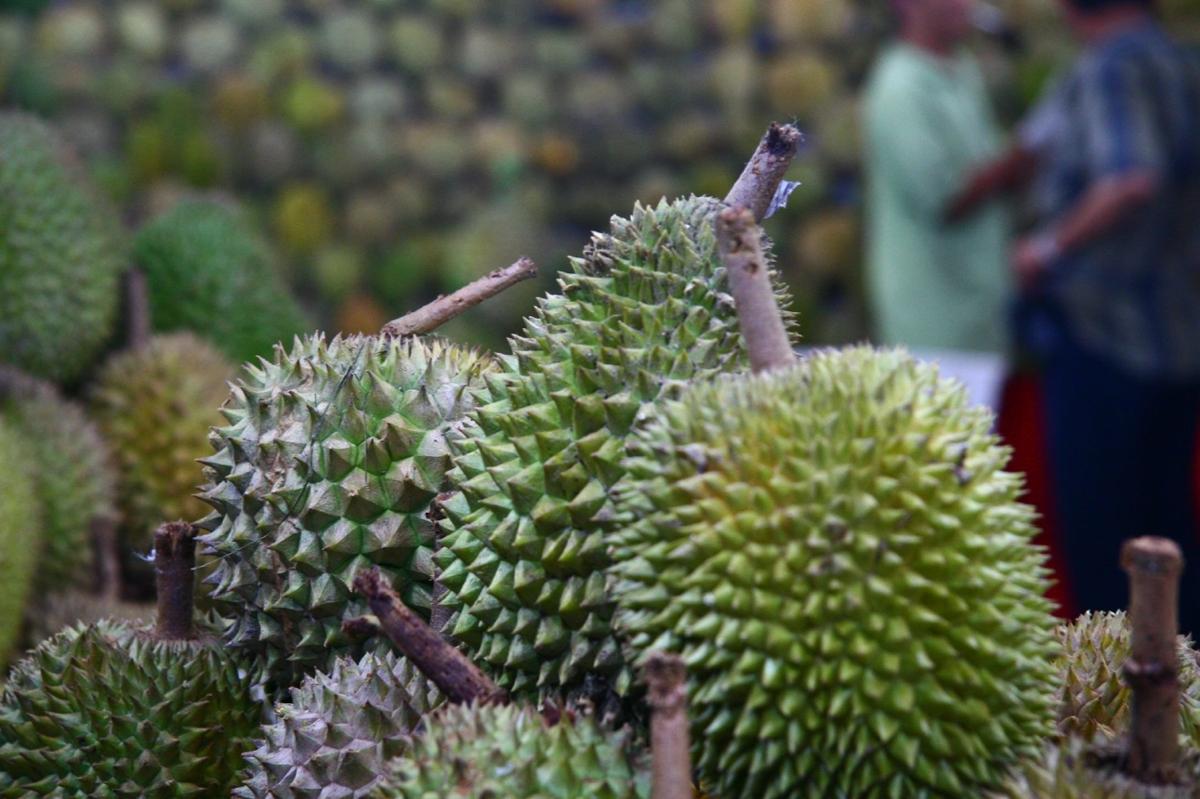 A close up on a pile of durian fruits in an outdoor market