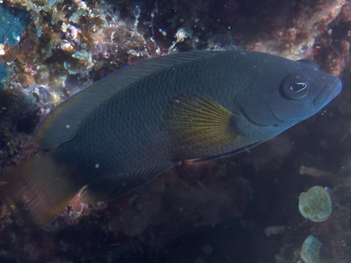 A dark dusky dottyback fish with large eyes swims in front of a coral