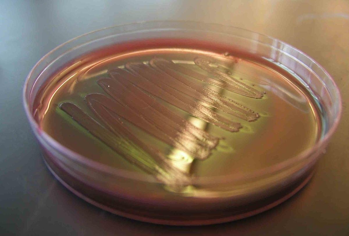 A sample of e.coli bacteria spread in a zig zag on a petri dish