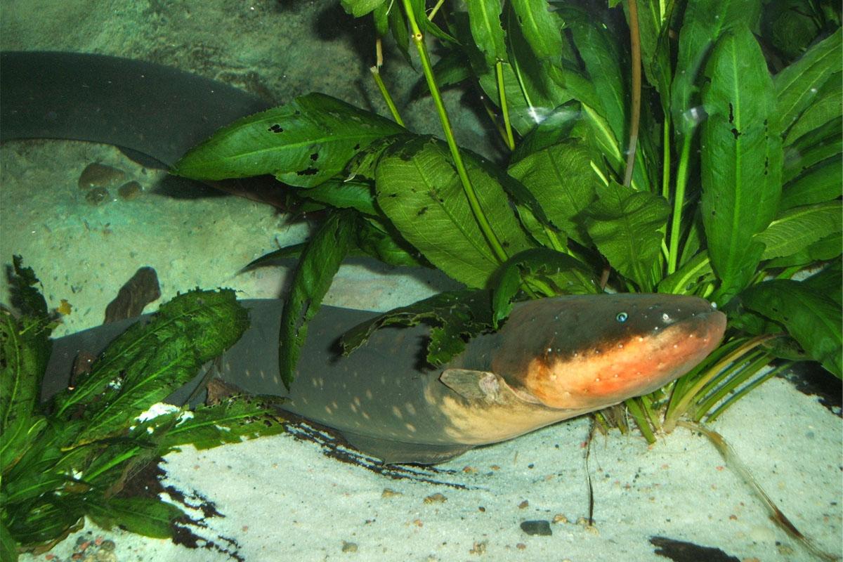 Photo of electric eel.