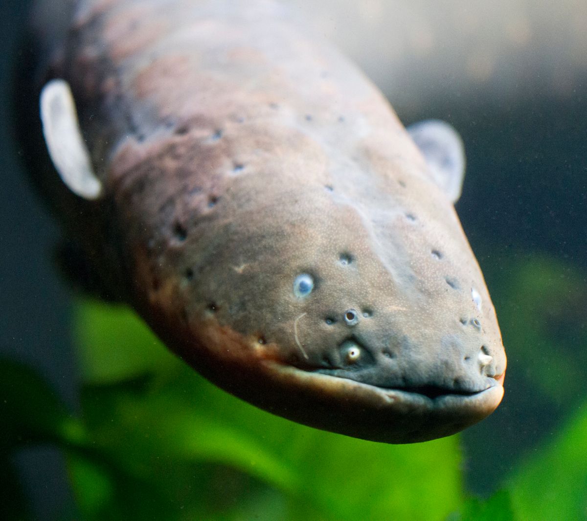 A closeup on the face of an electric eel