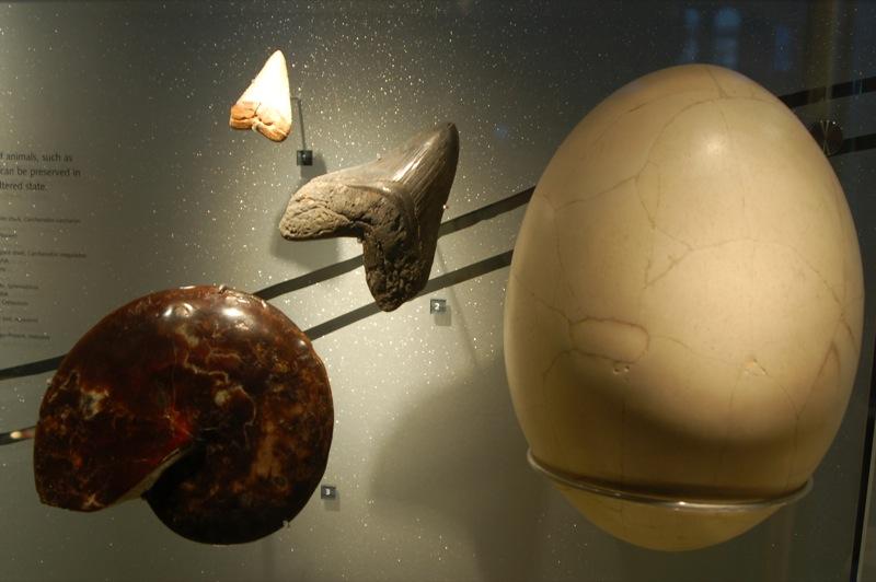An ammonite fossil, two large shark teeth, and a large egg from an elephant bird displayed in a museum 