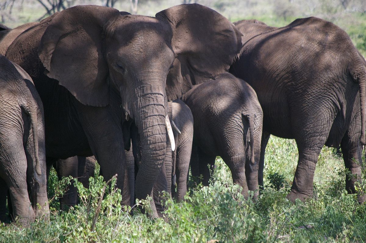 A group of elephants, with a large adult facing the camera and two calfs facing away