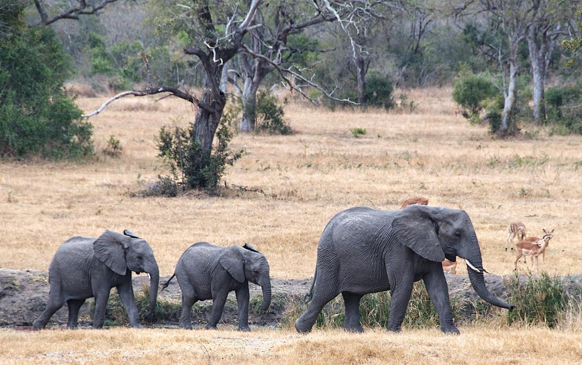 An adult elephant leads two babies across the African landscape