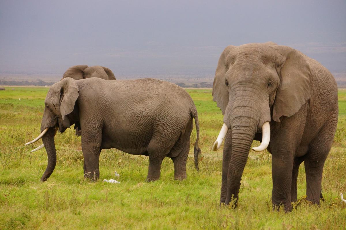 A small group of elephants stands facing different directions in a green field with overcast sky